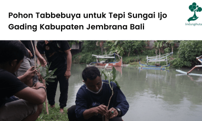 Pohon Tabbebuya untuk Tepi Sungai Ijo Gading Kabupaten Jembrana Bali.