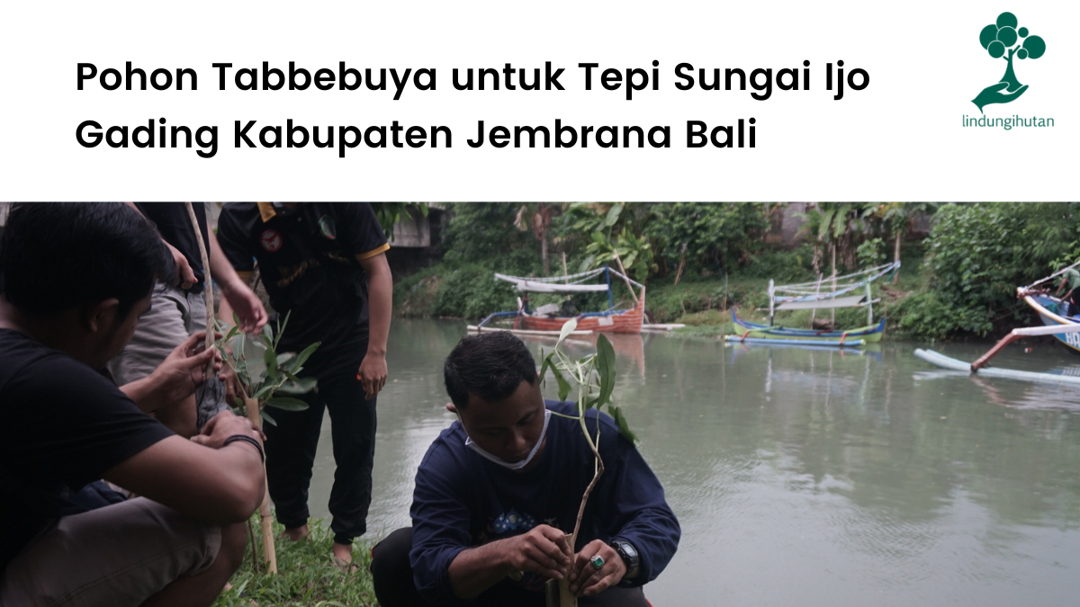 Pohon Tabbebuya untuk Tepi Sungai Ijo Gading Kabupaten Jembrana Bali.