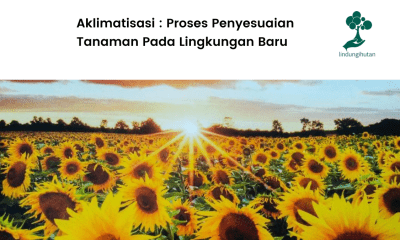 Apa itu aklimatisasi?