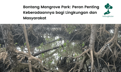 Mengenal Bontang Mangrove Park.