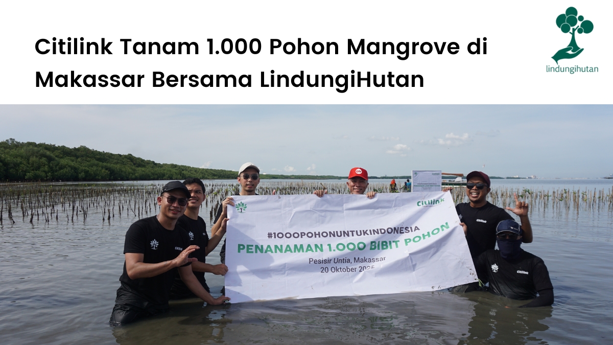 Citilink menanam ribuan mangrove di Makassar.