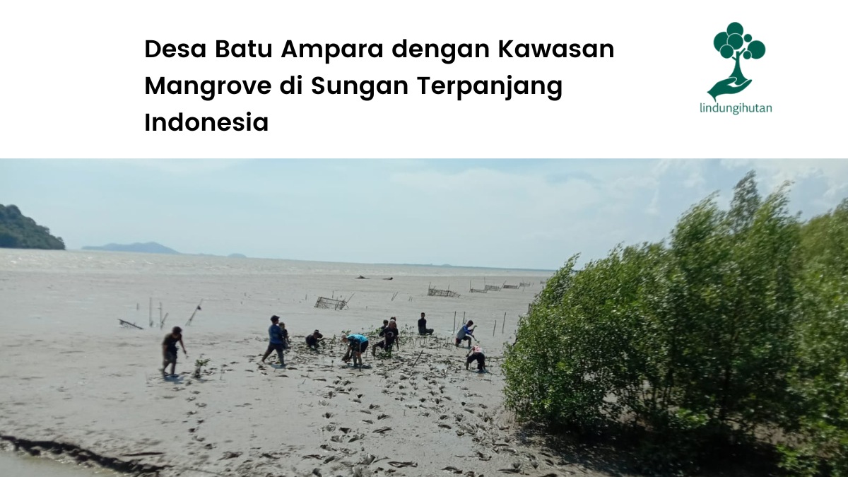 Melihat lokasi penanaman LindungiHutan di Desa Batu Ampar.