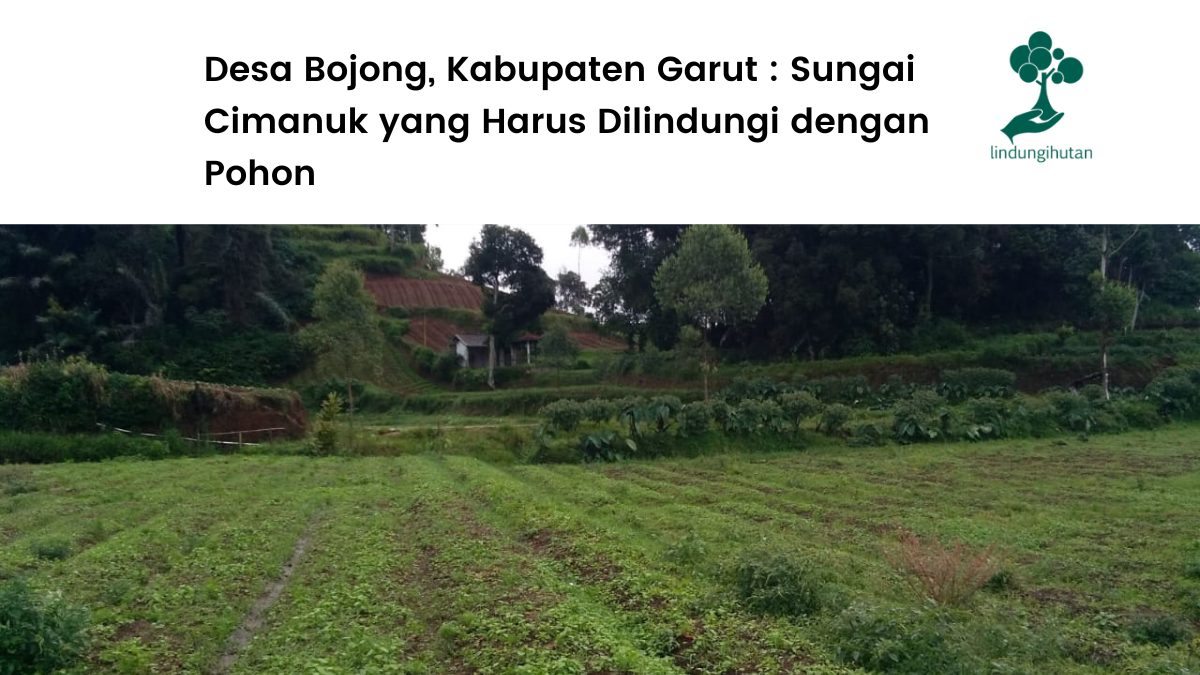 Desa Bojong, Kabupaten Garut _ Sungai Cimanuk yang Harus Dilindungi dengan Pohon.