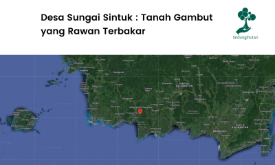 Lokasi penanaman di Desa Sungai Sintuk.
