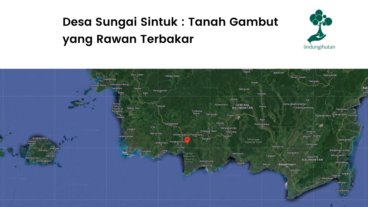 Lokasi penanaman di Desa Sungai Sintuk.