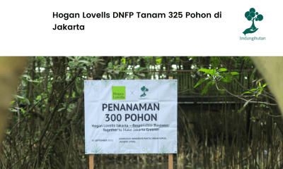 Hogan Lovells tanam mangrove di PIK.