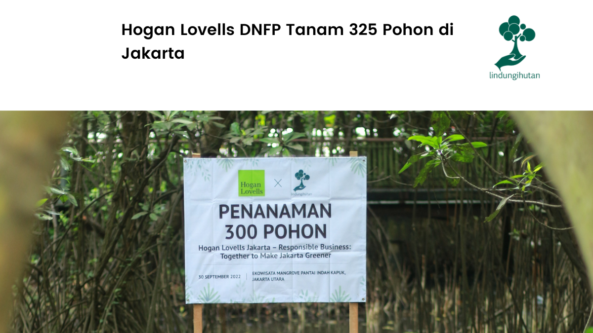 Hogan Lovells tanam mangrove di PIK.