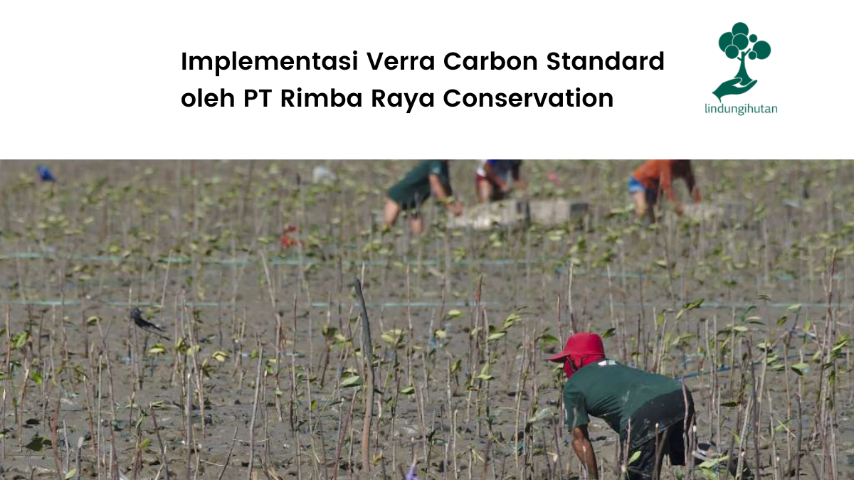 Mengenal verra dan perjalanannya bersama Rimba Raya Conservation.