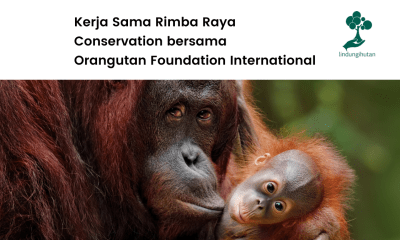 Kerja sama OFI dengan Rimba Raya Conservation.