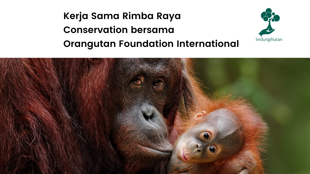 Kerja sama OFI dengan Rimba Raya Conservation.