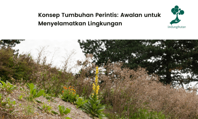 Apa itu tumbuhan perintis?