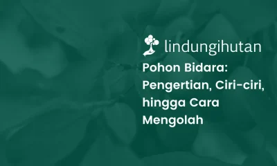 mengenal pohon bidara
