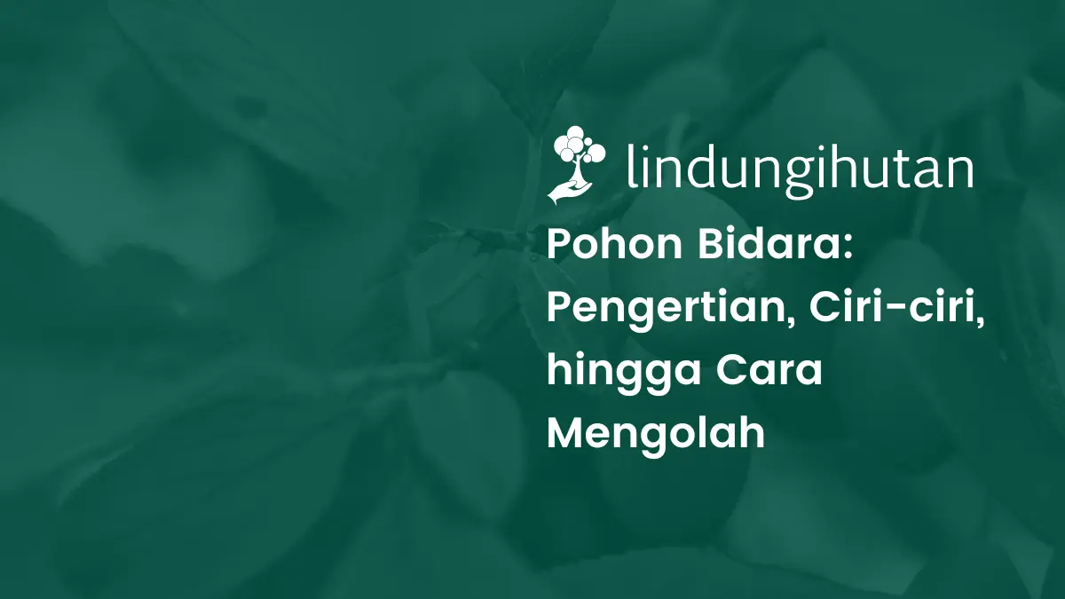 mengenal pohon bidara