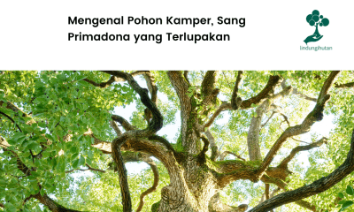 Mengenal pohon kamper lebih dekat.