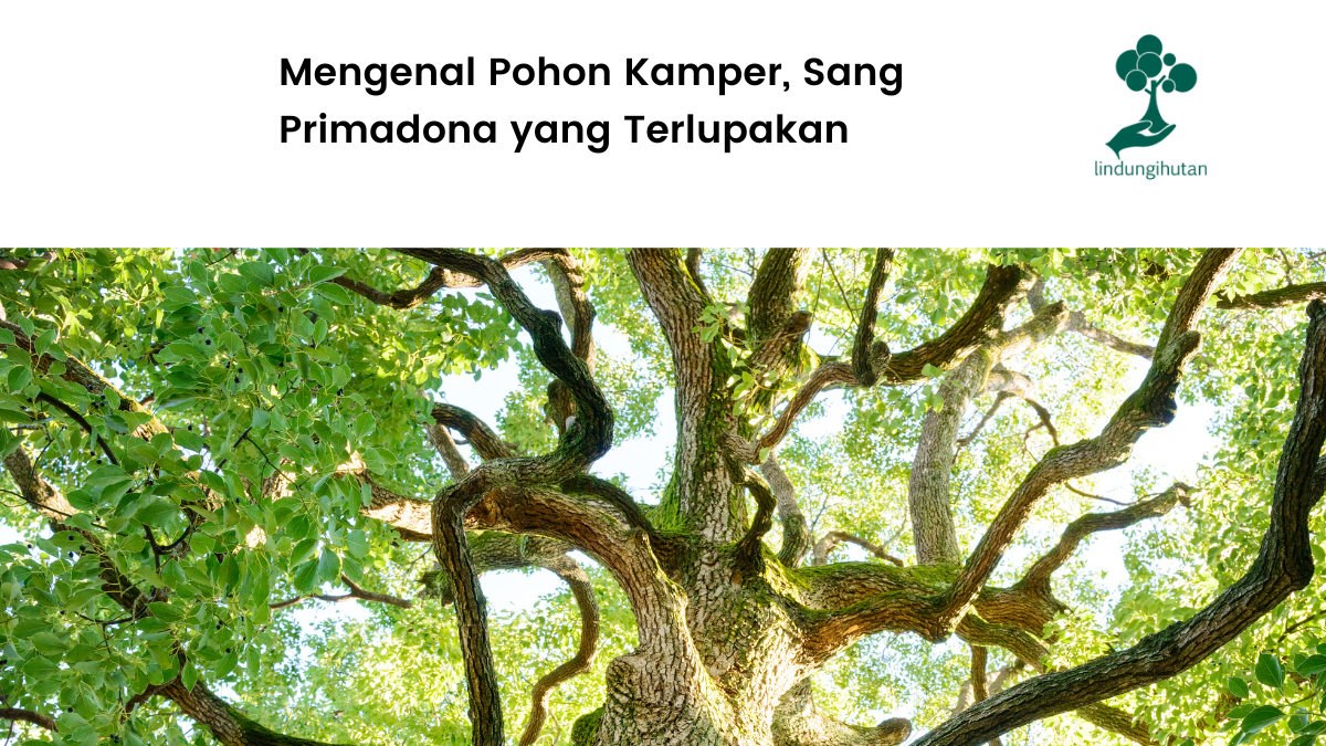 Mengenal pohon kamper lebih dekat.