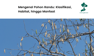Apa Itu Pohon Randu?
