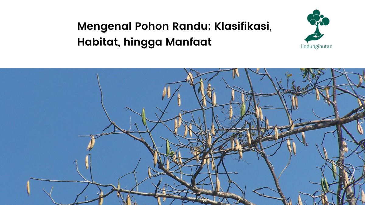 Apa Itu Pohon Randu?