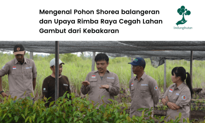 Pohon Shorea Balangeran dan keterlibatan Rimba Raya jaga lahan gambut.