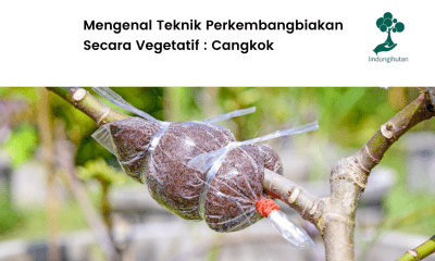 Apa itu teknik cangkok?