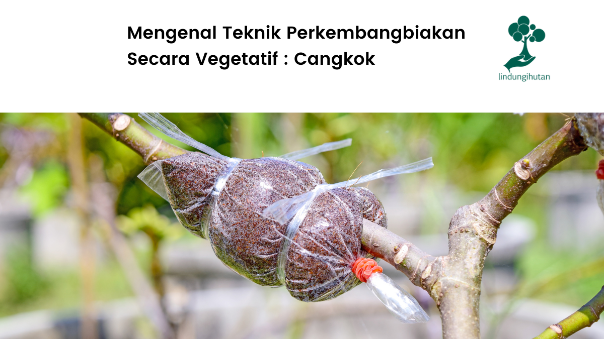 Apa itu teknik cangkok?