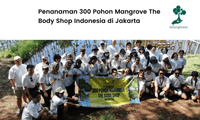 Penanaman 300 mangrove oleh The Body Shop.