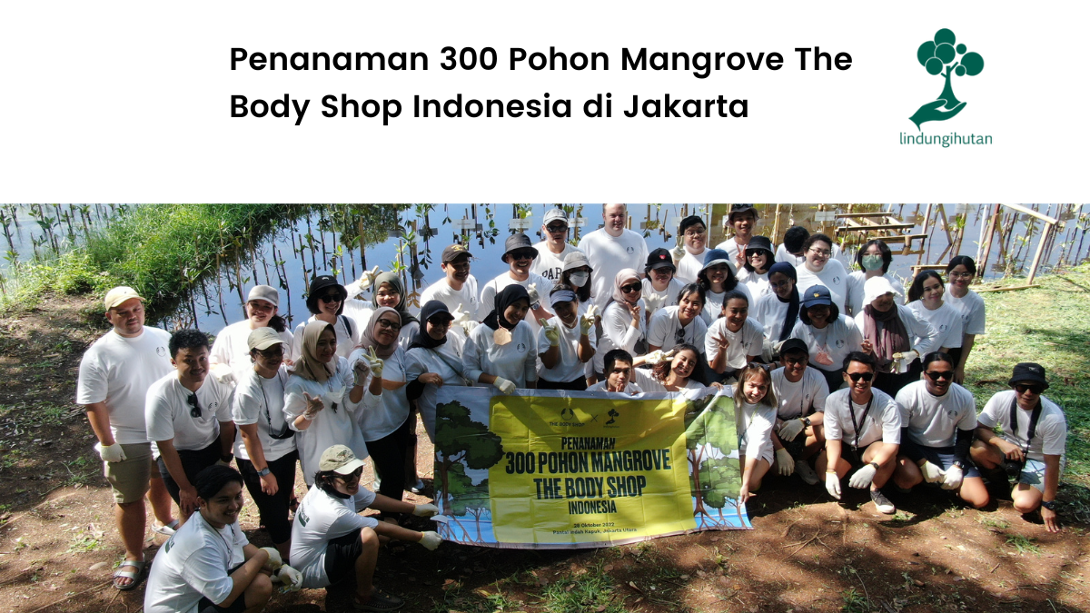 Penanaman 300 mangrove oleh The Body Shop.