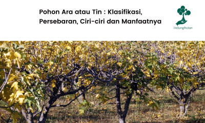 Apa itu Pohon Ara? Ciri-Ciri, Klasifikasi, dan Manfaat.