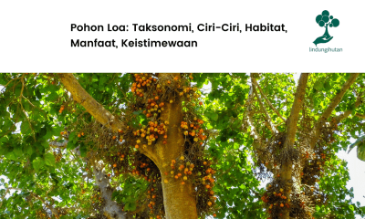 Apa itu pohon loa?