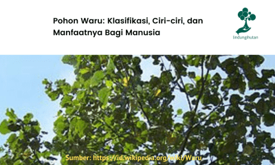 Mengenal pohon waru dan manfaatnya.