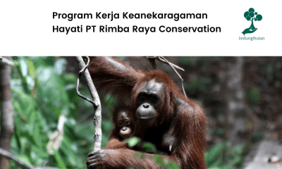 Program Kerja Keanekaragaman Hayati PT Rimba Raya Conservation.