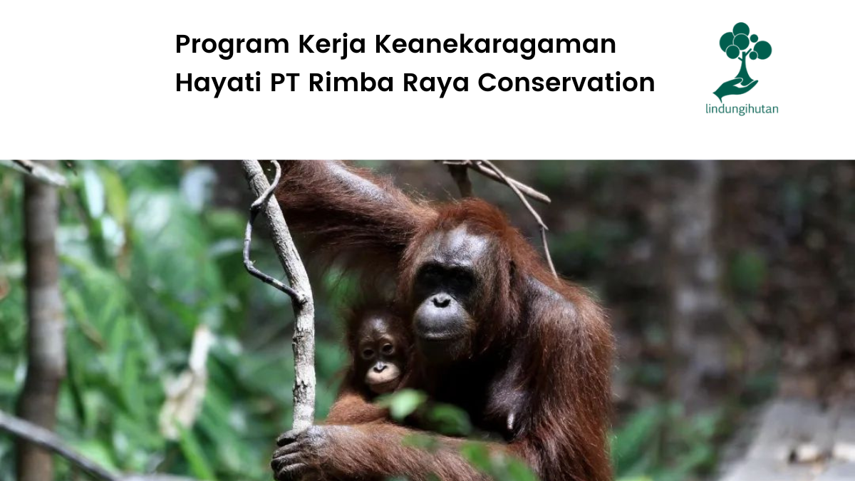 Program Kerja Keanekaragaman Hayati PT Rimba Raya Conservation.