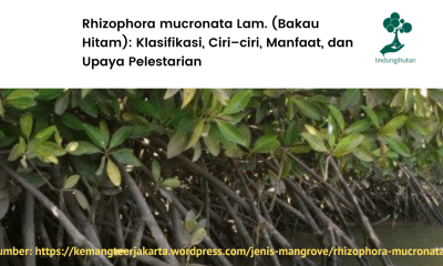 Mengenal pohon bakau hitam dan manfaatnya.