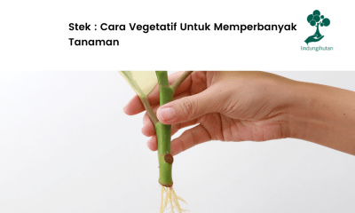 Mengenal apa itu stek.