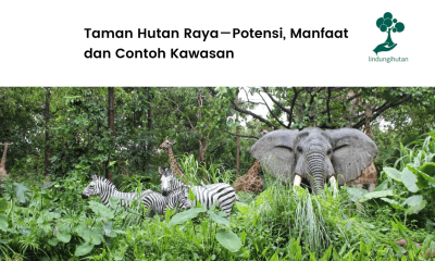 Pengertian dan penjelasan lengkap Tahura.