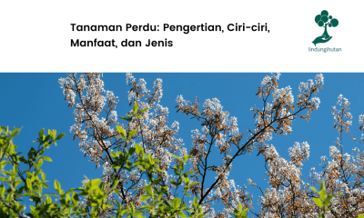 Mengenal apa itu tanaman perdu.