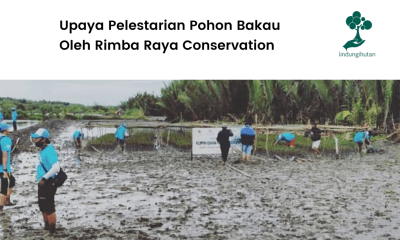 Upaya Pelestarian Pohon Bakau Oleh Rimba Raya Conservation.
