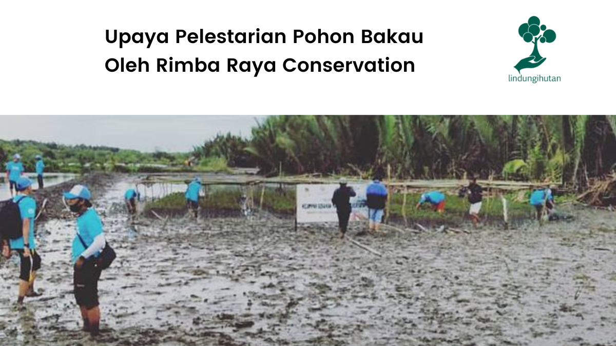 Upaya Pelestarian Pohon Bakau Oleh Rimba Raya Conservation.