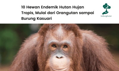 Apa saja hewan endemik hutan hujan tropis di Indonesia?