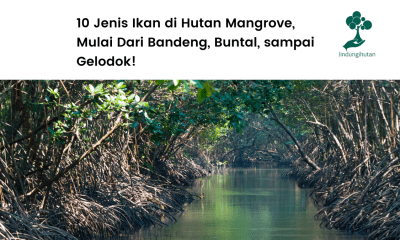 Jenis ikan di hutan mangrove