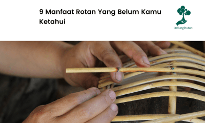 Mengenal rotan dan manfaatnya.