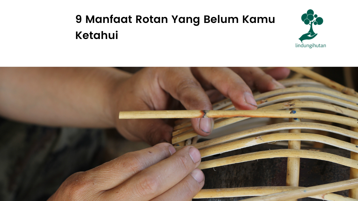 Mengenal rotan dan manfaatnya.