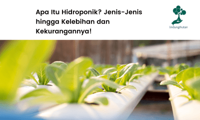 Apa itu hidroponik?