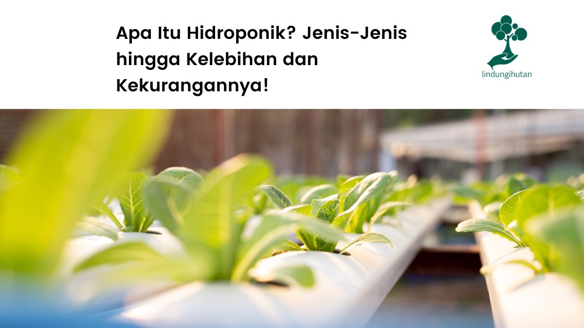 Apa itu hidroponik?