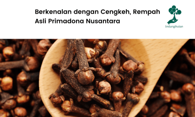 Apa itu pohon cengkeh?