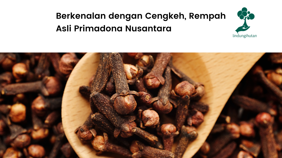 Apa itu pohon cengkeh?