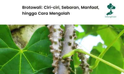 Serba-serbi brotowali.
