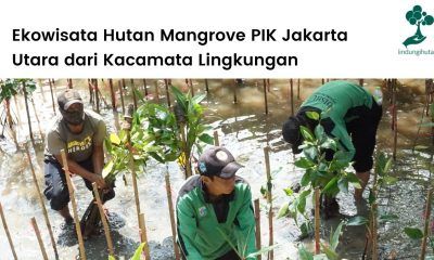 Potensi dan permasalahan lingkungan hutan mangrove PIK, Jakarta.