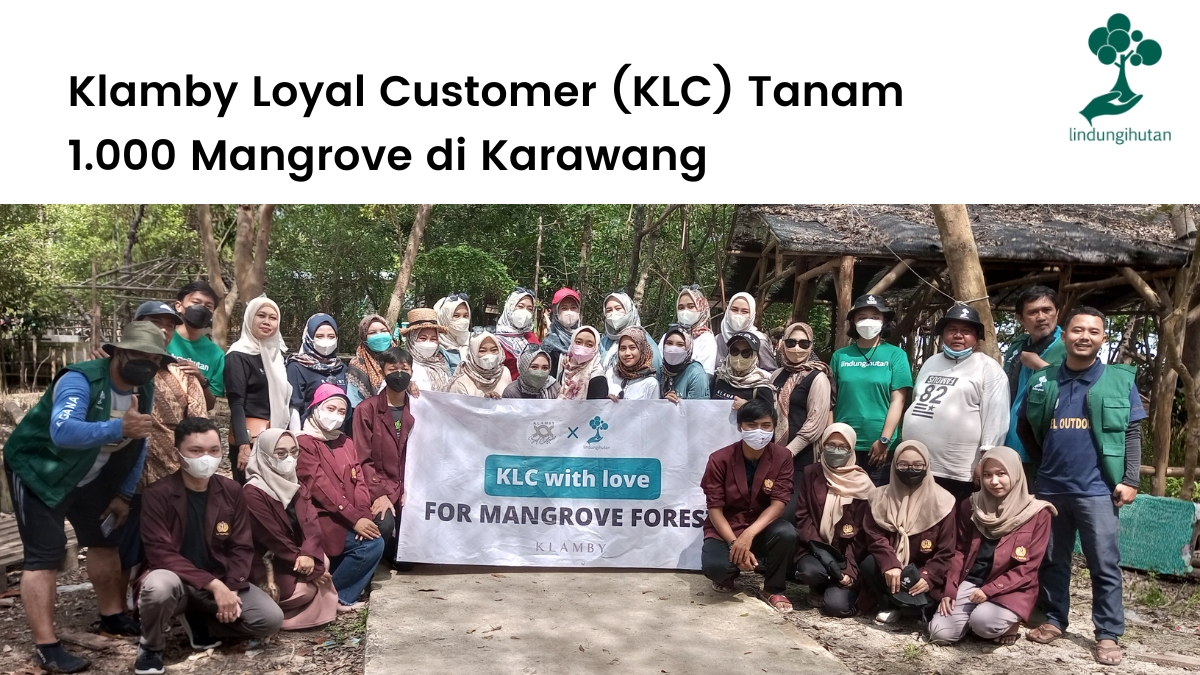 Klamby Loyal Customer (KLC) dan LindungiHutan menanam mangrove di Karawang.