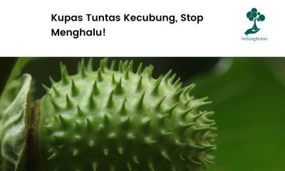 Kecubung dan efek yang dihasilkan.