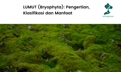 Apa yang dimaksud dengan lumut?